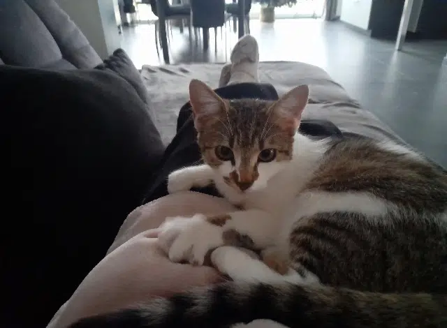 chatte lost    Bennwihr April