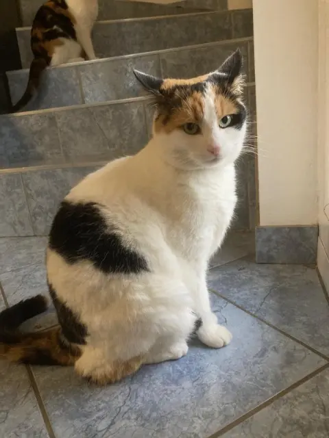 chatte lost   68700 Aspach-Michelbach Beauté