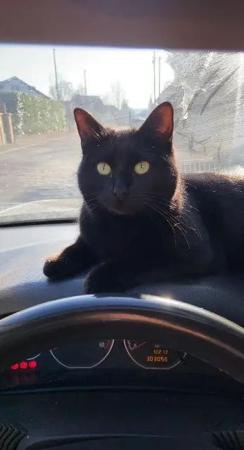 chatte lost   68700 Aspach-Michelbach Minou