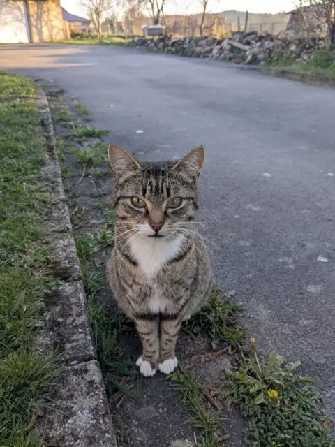 chatte lost   68480 Kœstlach Babouche