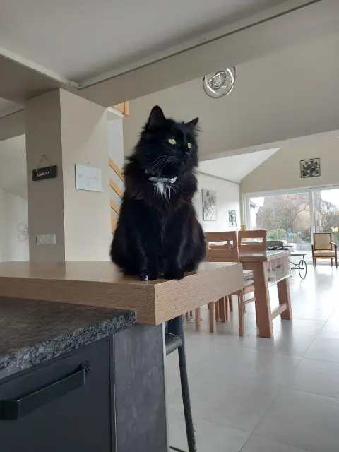 chatte lost   68280 Sundhoffen Bagheera