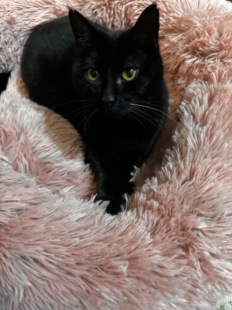 chatte lost   68720 Luemschwiller Bagheera