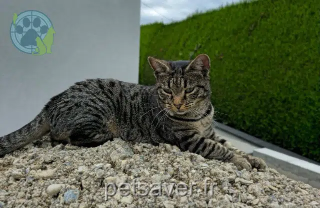 cat lost 68130 Hausgauen Bella