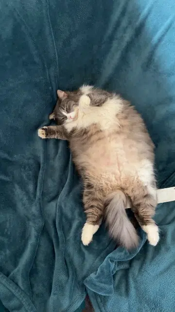 chatte lost   68000 Colmar Bella