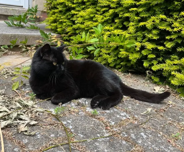 chatte lost   68000 Colmar Bip Bip