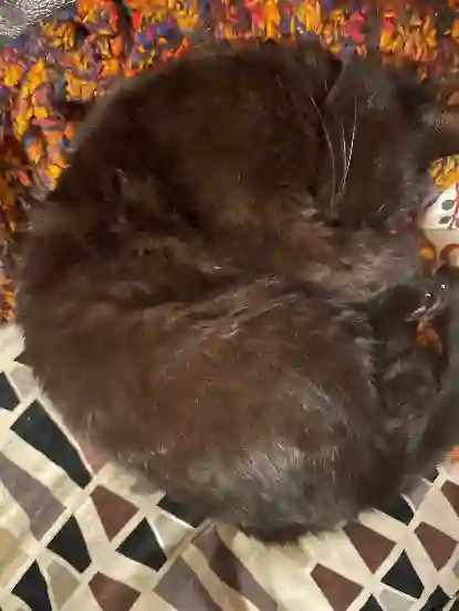 Chatte Perdue 68 Haut-Rhin - Blacky Chatte Perdue 68 Haut-Rhin - Blacky