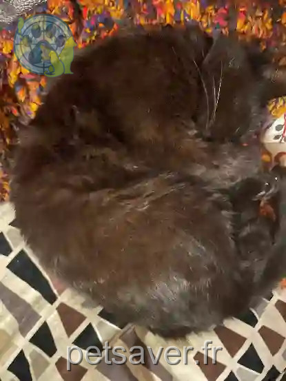 Chatte Perdue 68 Haut-Rhin - Blacky Chatte Perdue 68 Haut-Rhin - Blacky