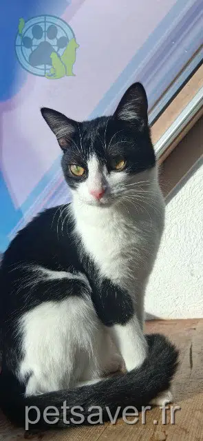 Katze lost   68120 Richwiller Blue