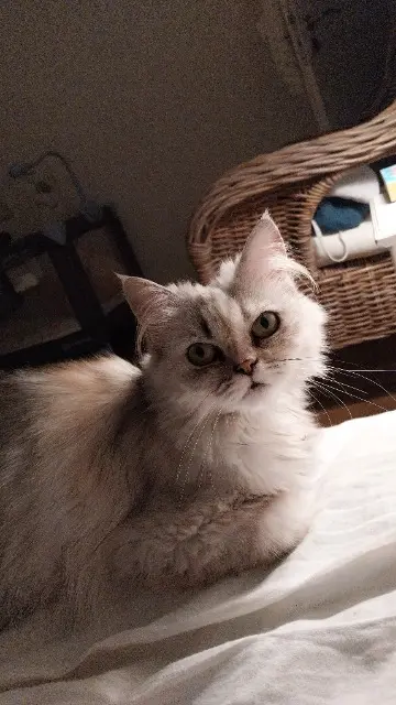 chatte lost   68350 Brunstatt-Didenheim Floconette