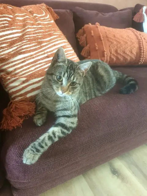 chatte lost   68350 Brunstatt-Didenheim Samadhi