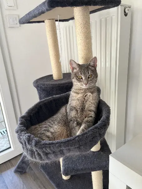Chatte Perdue 68 Haut-Rhin Brunstatt-Didenheim - Luna Chatte Perdue 68 Haut-Rhin Brunstatt-Didenheim - Luna