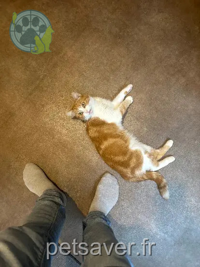 Chatte Perdue 68 Haut-Rhin Brunstatt-Didenheim Chatte Perdue 68 Haut-Rhin Brunstatt-Didenheim