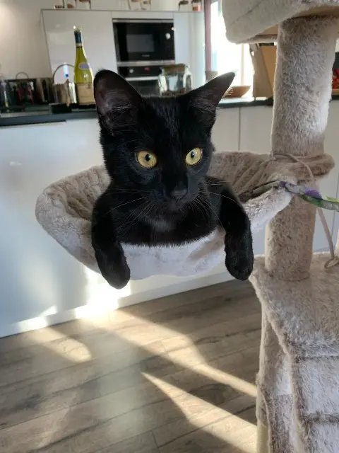 chatte lost   68960 Willer Cachou