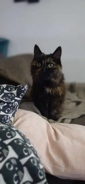 chatte lost   68000 Colmar Caline