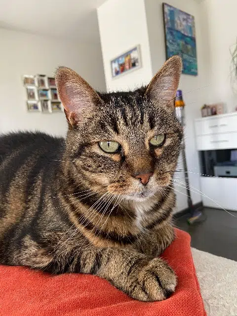 chatte lost   68490 Hombourg Cannelle