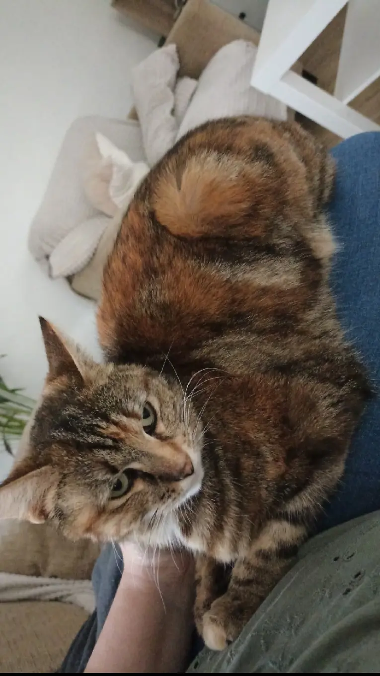 Chatte Perdue 68 Haut-Rhin - Caramelle Chatte Perdue 68 Haut-Rhin - Caramelle