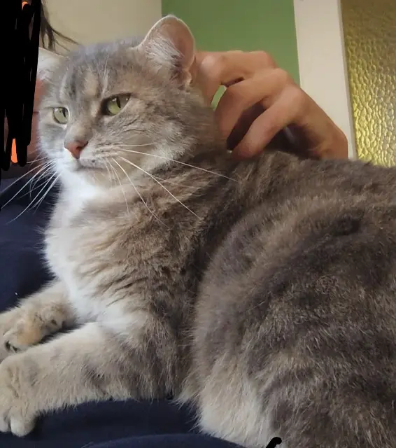 chatte lost   68128 Rosenau Carotte