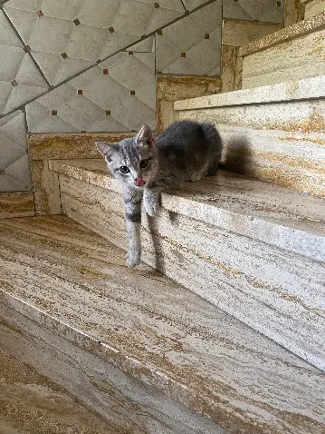 Chatte Perdue 68 Haut-Rhin - Casa Chatte Perdue 68 Haut-Rhin - Casa