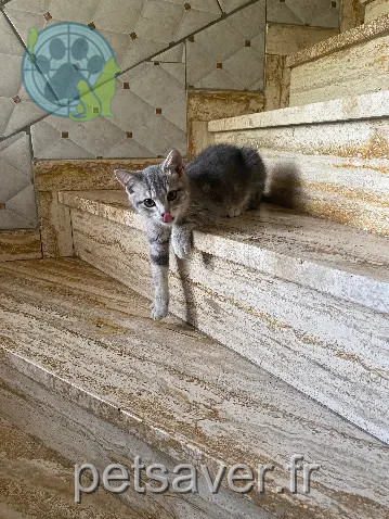 Chatte Perdue 68 Haut-Rhin - Casa Chatte Perdue 68 Haut-Rhin - Casa