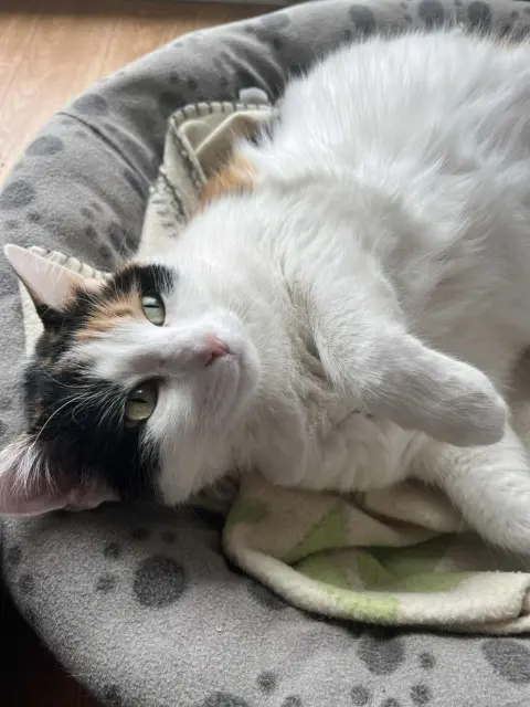 chatte lost   68700 Cernay Cassie