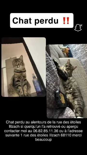 chatte lost   68110 Illzach Catsi