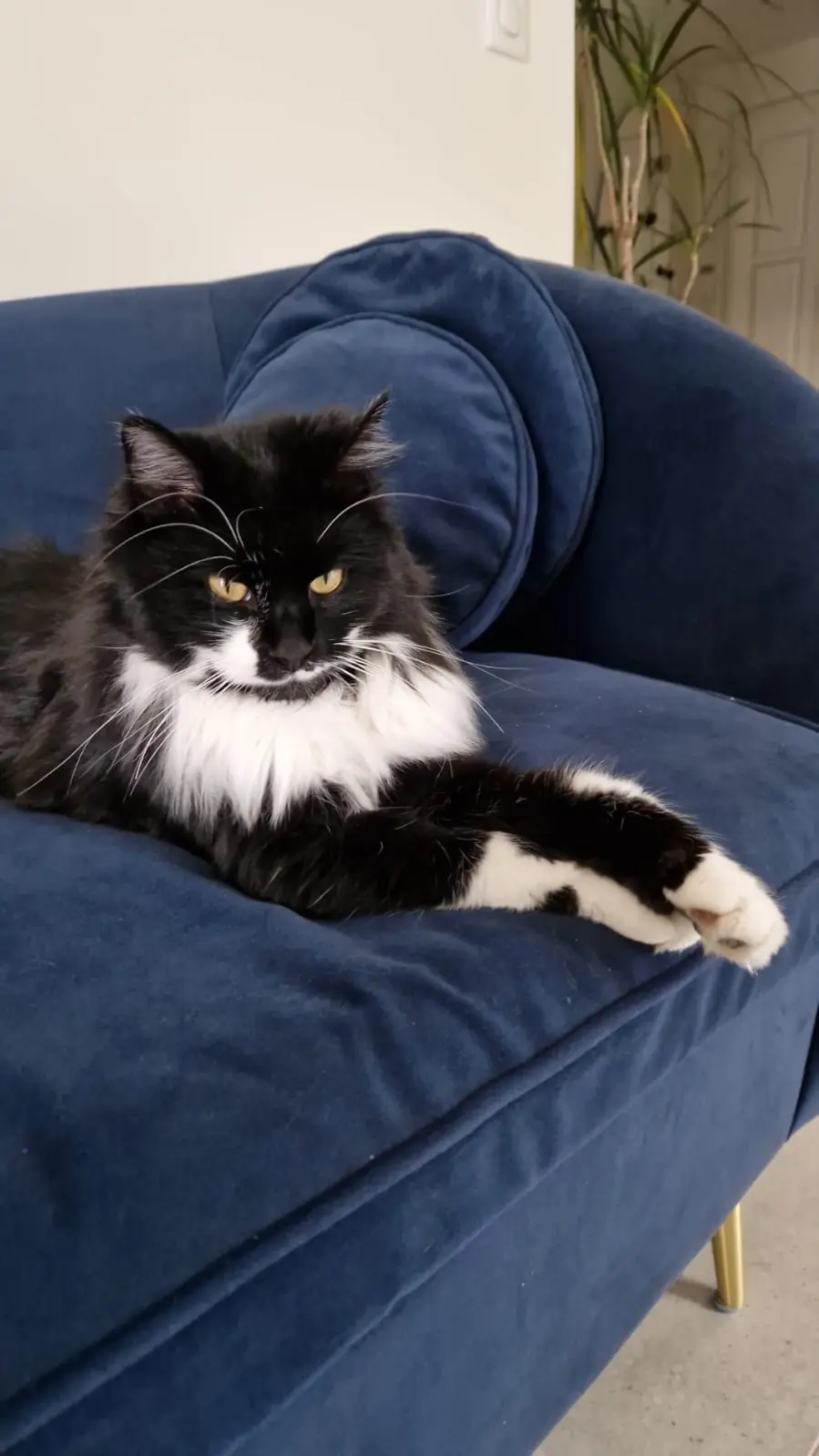 Chatte Perdue 68 Haut-Rhin - Chanel Chatte Perdue 68 Haut-Rhin - Chanel