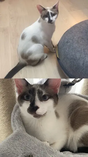 chatte lost   68000 Colmar Chanel
