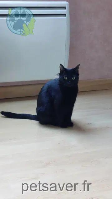 chatte lost   68270 Ruelisheim Charbon