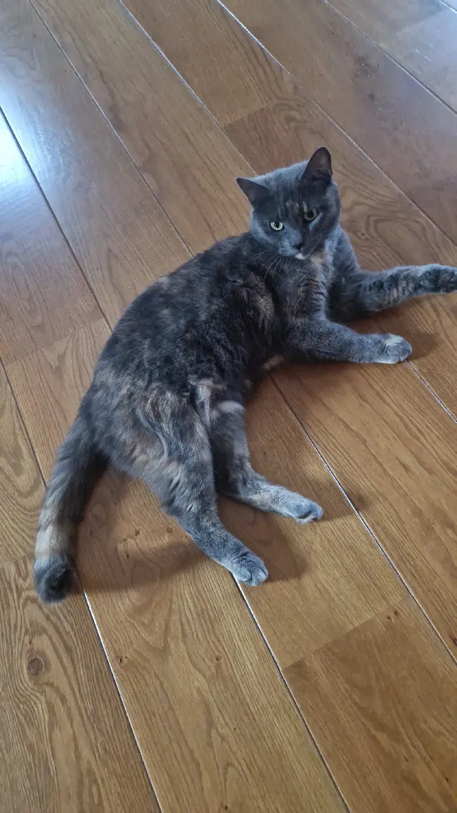 Chatte Perdue 68 Haut-Rhin - Chipie Chatte Perdue 68 Haut-Rhin - Chipie