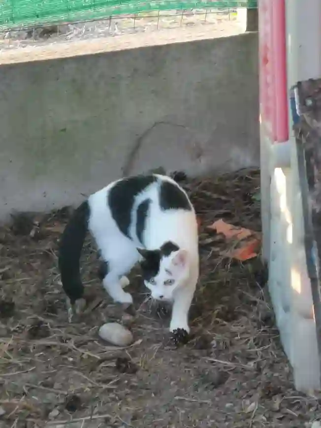 Chatte Perdue 68 Haut-Rhin - Chipie Chatte Perdue 68 Haut-Rhin - Chipie