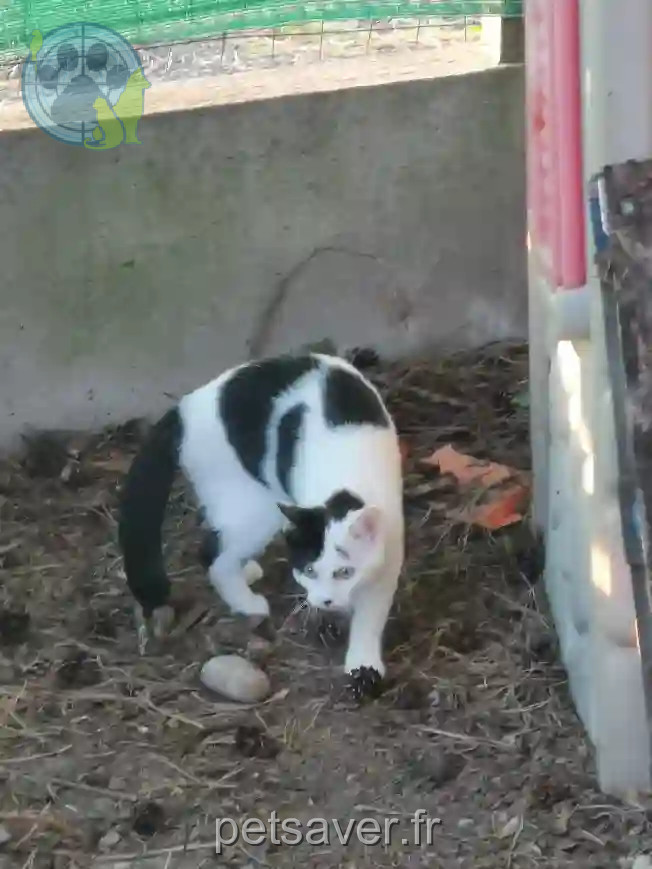 Chatte Perdue 68 Haut-Rhin - Chipie Chatte Perdue 68 Haut-Rhin - Chipie