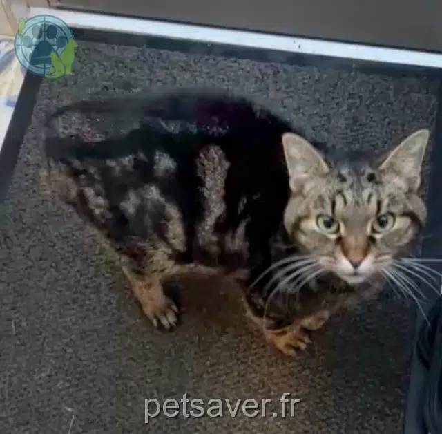gata perdida 68560 Hirsingue Chipie gata lost 68560 Hirsingue Chipie