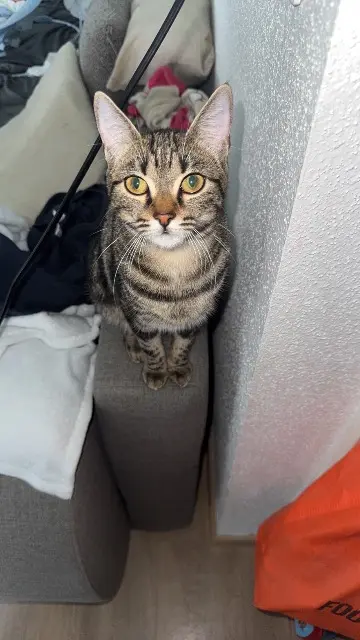 chatte lost   68180 Horbourg-Wihr Daisy