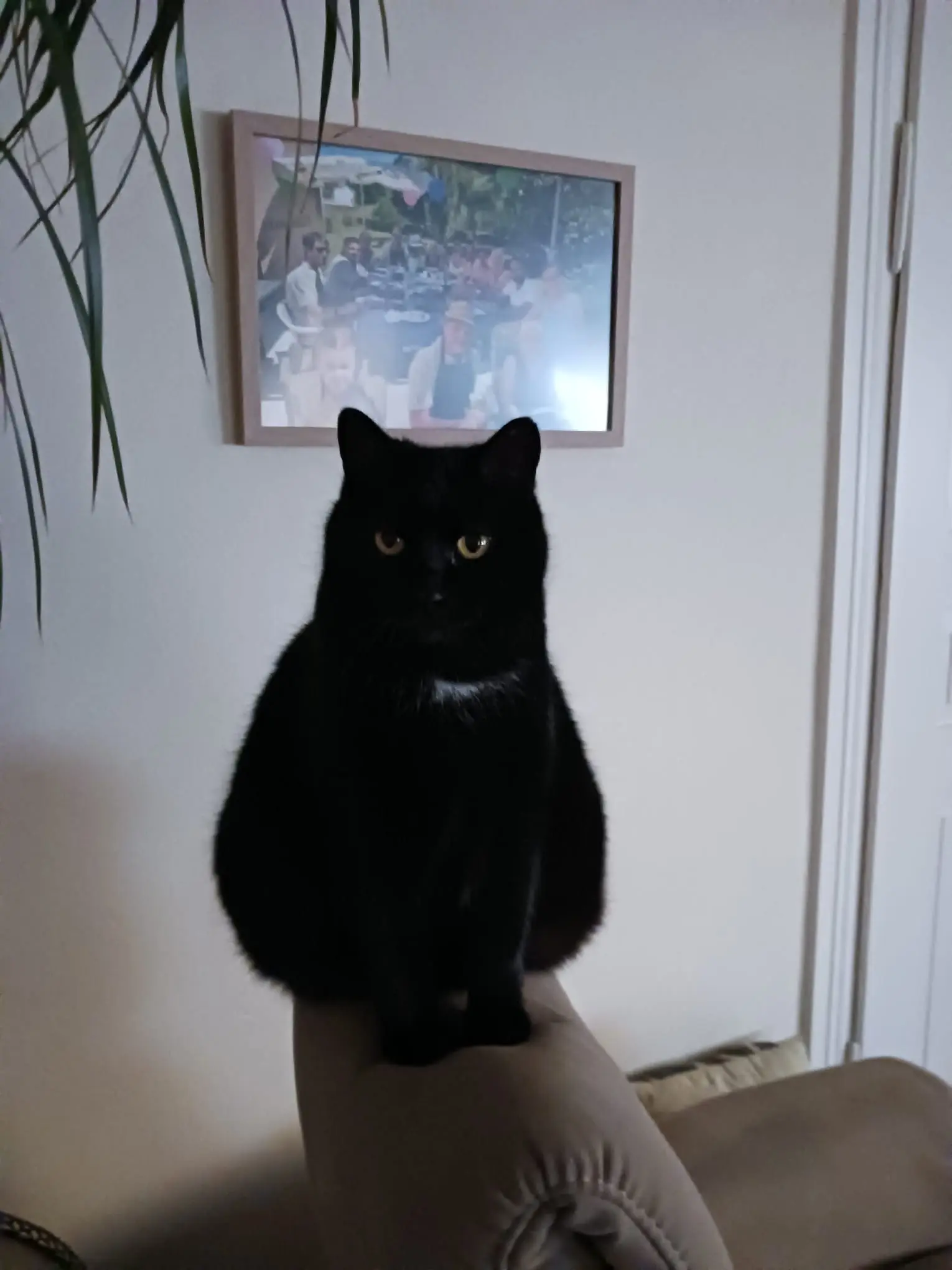 chatte lost   68130 Carspach Diego