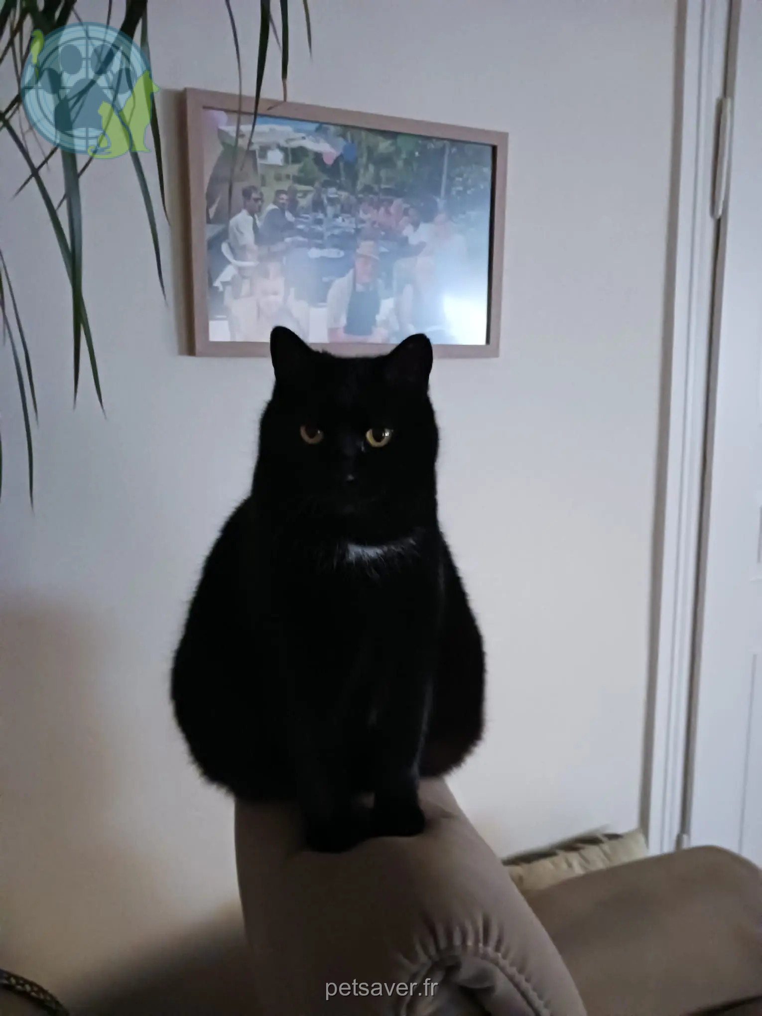 cat lost 68130 Carspach Diego cat lost 68130 Carspach Diego