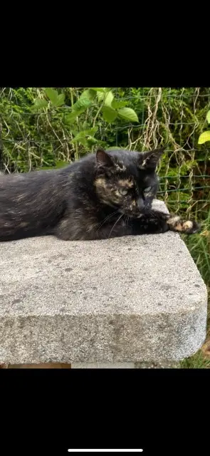 chatte lost   68130 Walheim Doja