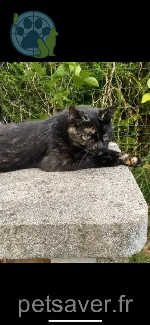 chatte perdue 68130 Walheim Doja chatte lost 68130 Walheim Doja