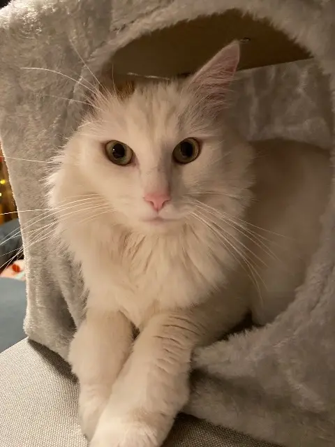 chatte lost   68440 Habsheim DUCHESSE