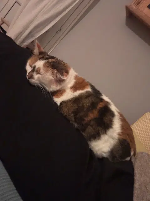 chatte lost   68140 Munster Easy