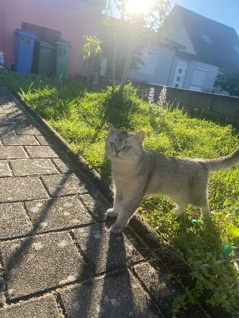 chatte lost   68270 Wittenheim Ela