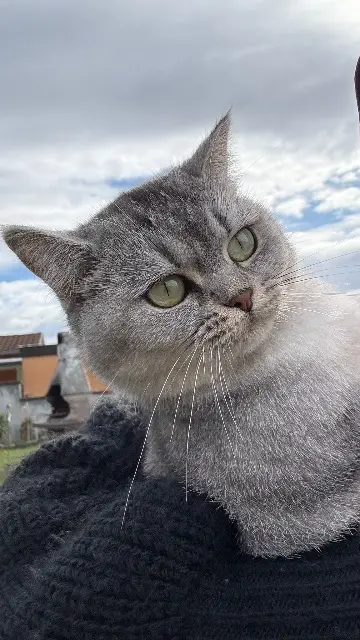 chatte lost   68270 Wittenheim Ela