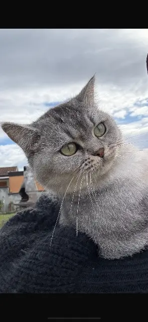 chatte lost   68270 Wittenheim Ela