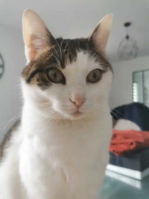 chatte lost   68270 Wittenheim Estrélia