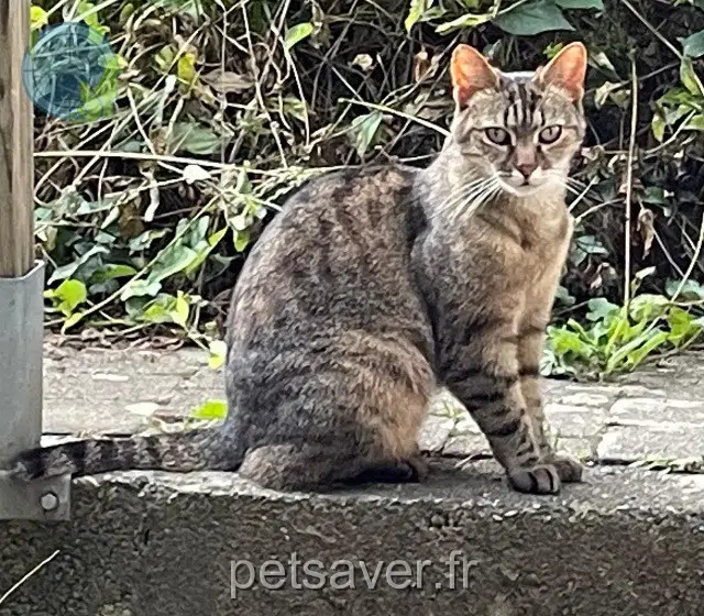 gata perdida 68440 Dietwiller Etoile gata lost 68440 Dietwiller Etoile