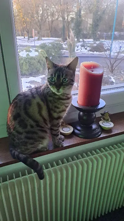 Chatte Perdue 68 Haut-Rhin - Etoile Chatte Perdue 68 Haut-Rhin - Etoile