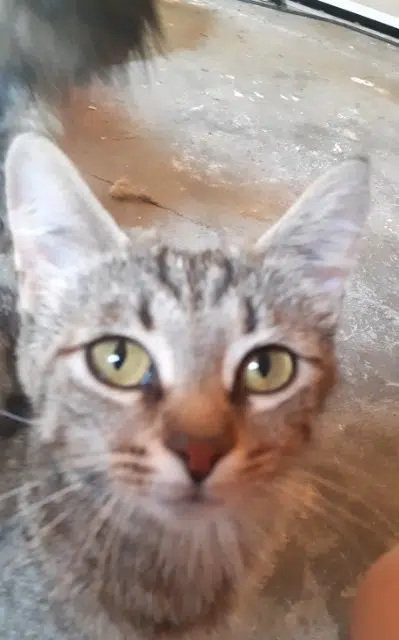 chatte lost   68040 Ingersheim Fa