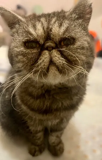 chatte lost   68780 Sentheim Fifi