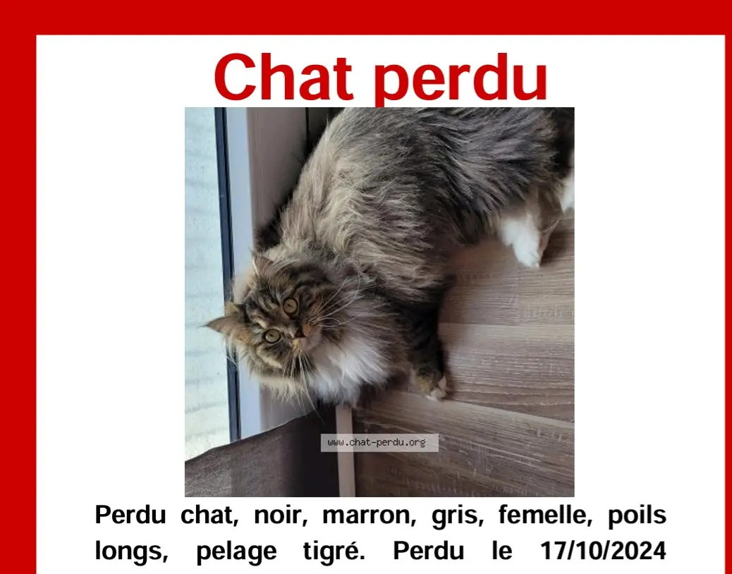 Chatte Perdue 68 Haut-Rhin - Fiona Chatte Perdue 68 Haut-Rhin - Fiona