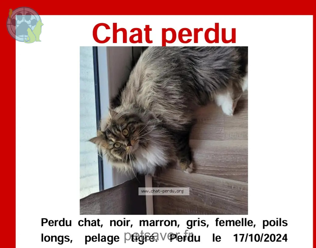 Chatte Perdue 68 Haut-Rhin - Fiona Chatte Perdue 68 Haut-Rhin - Fiona