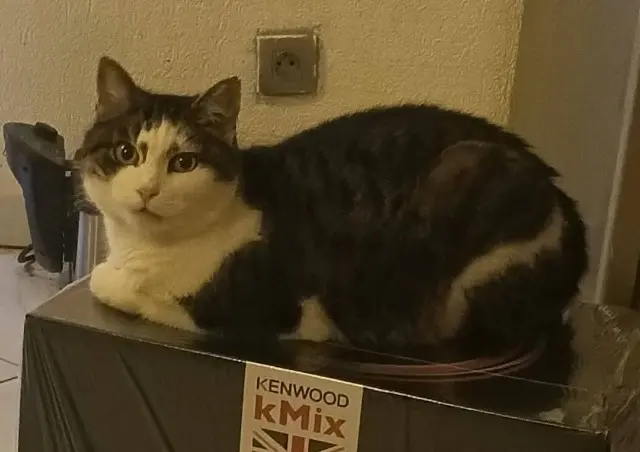 chatte lost   68390 Sausheim Fleur